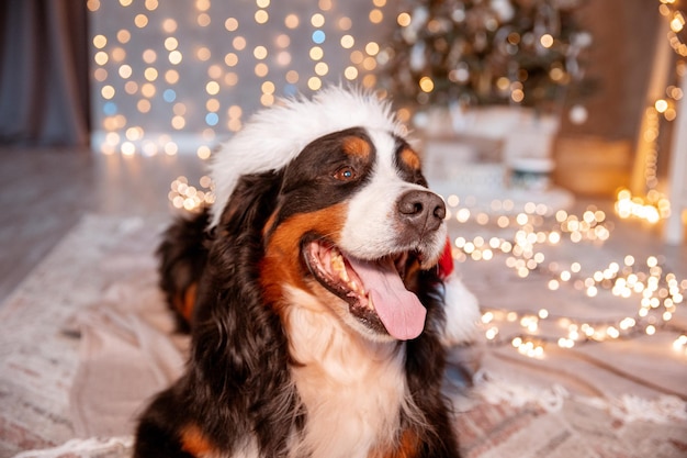 Un perro Zenenhund yace en casa con un sombrero de Papá Noel cerca del árbol de Navidad el concepto de Navidad