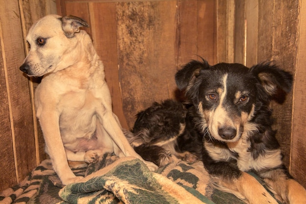 Perros abandonados en un refugio de animales esperando adopción