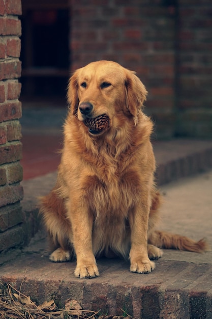 perros adorables