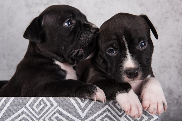 Perros American Staffordshire Terrier en blanco y negro o cachorros AmStaff sobre fondo gris