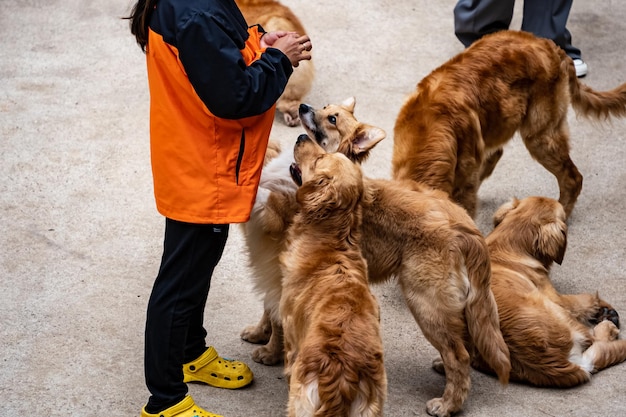 Perros amigables esperando un pedazo de carne del amo