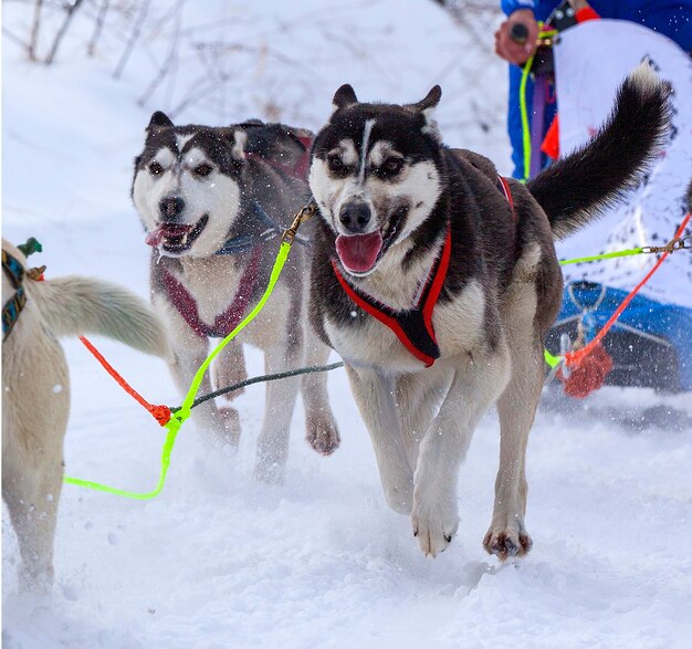 Los perros en el arnés tirando de un trineo concursos en invierno