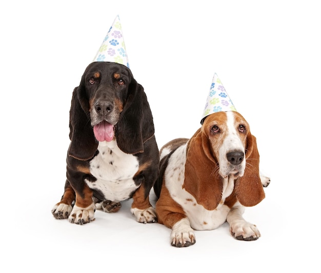 Perros Basset Hound con sombreros de cumpleaños