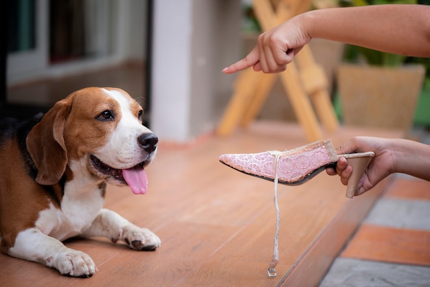 Los perros beagle son regañados por la falta de zapatos