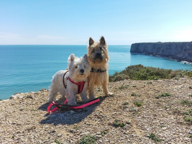 Foto perros en el borde en portugal