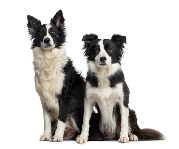 Perros Border Collie sentados