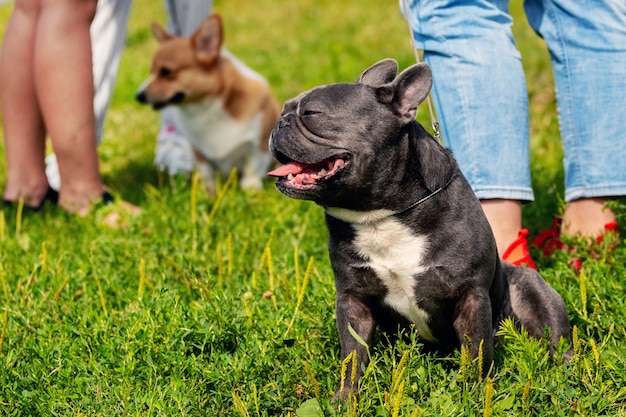 Perros Bulldog Francés y Welsh Corgi cerca de sus dueños en el parque en un paseo