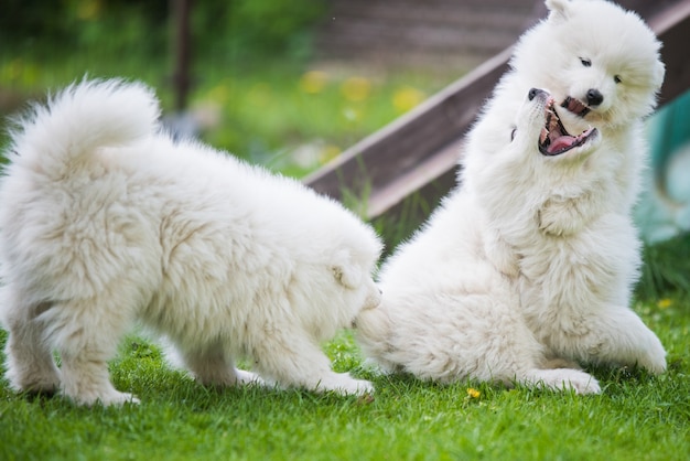 Perros cachorros samoyedo blancos esponjosos divertidos están jugando