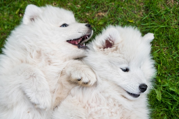 Perros cachorros samoyedo blancos esponjosos divertidos están jugando