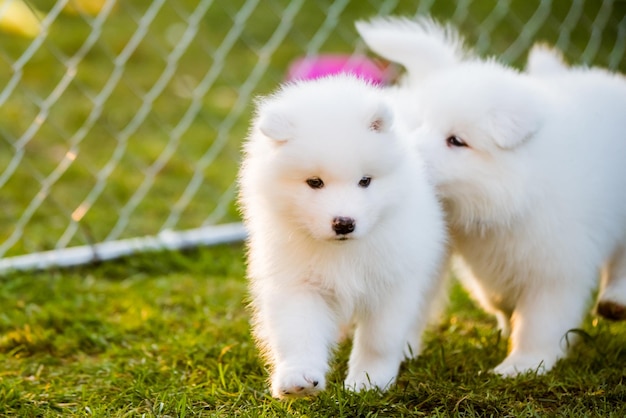 Perros cachorros samoyedo blancos esponjosos divertidos están jugando