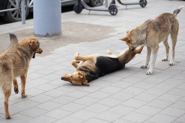 Perros callejeros hambrientos enojados retozando en el centro de la ciudad en el primer plano de la acera