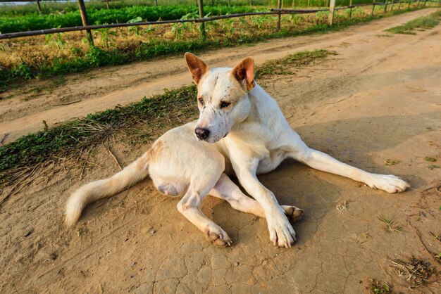 Perros callejeros son abandonados tirados en caminos.