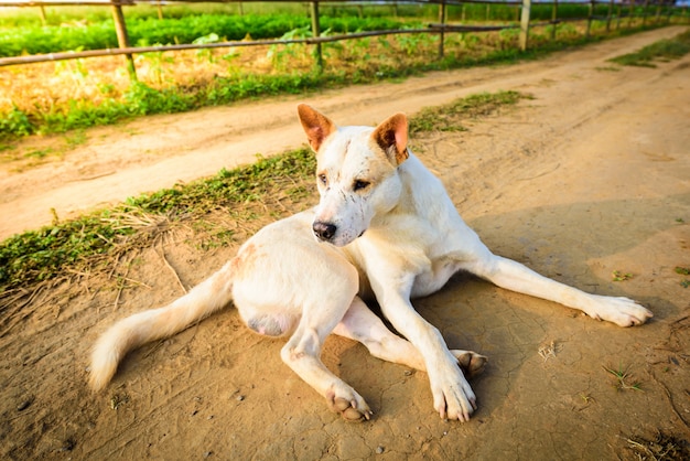 Perros callejeros son abandonados tirados en caminos.