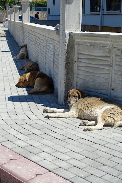 Perros callejeros tirados en las aceras de las calles perros callejeros en la ciudad
