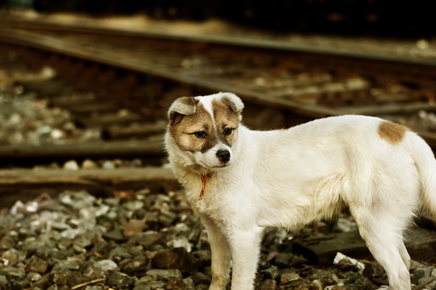 Perros callejeros