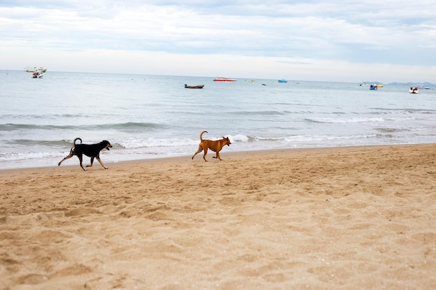 Foto perros caminando por la playa pattaya tailandia