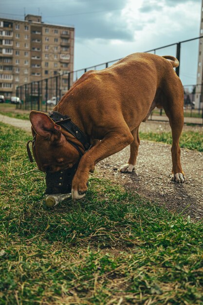 Perros en el campo