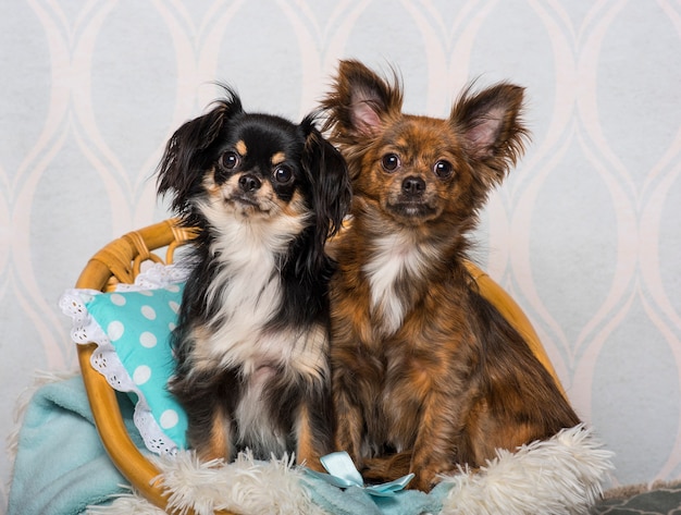 Perros chihuahua sentado en una silla en el estudio, Retrato