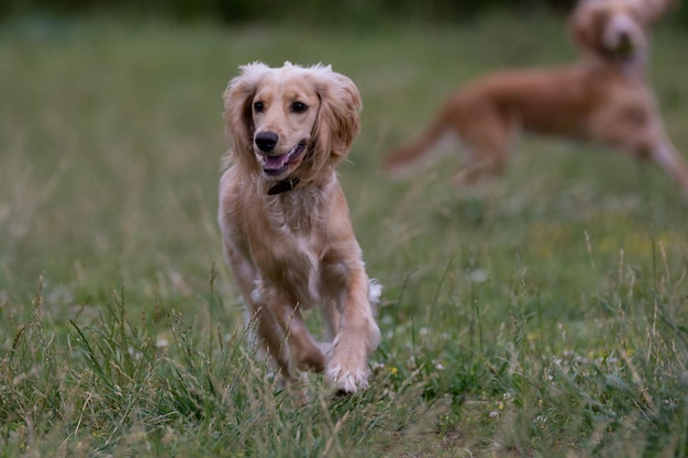Perros corriendo por el campo de hierba