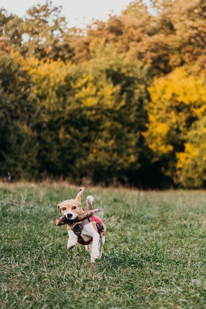 Perros corriendo por el campo