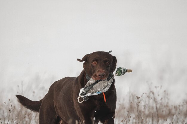 Foto perros corriendo por la nieve