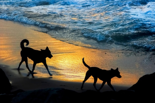 Perros corriendo en la playa sobre un fondo de arena dorada Sri Lanka Tangalle