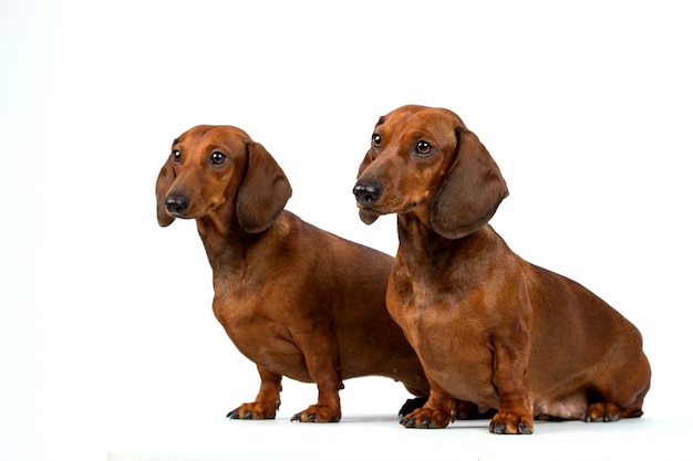 Perros Dachshund aislado sobre fondo blanco.