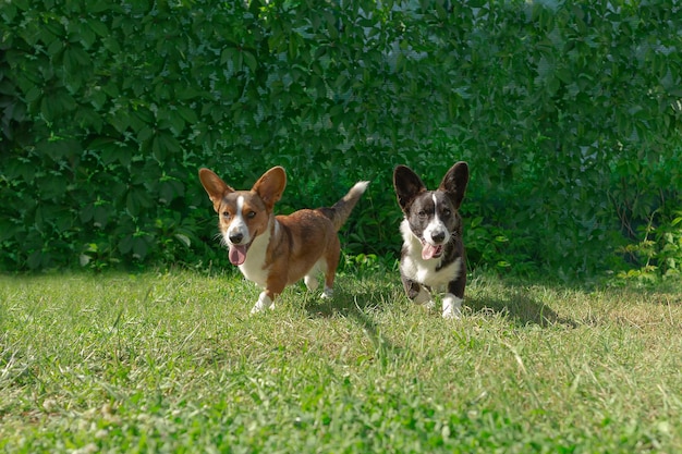 Perros divertidos en la naturaleza Corgi galés Pembroke Mascotas lindas