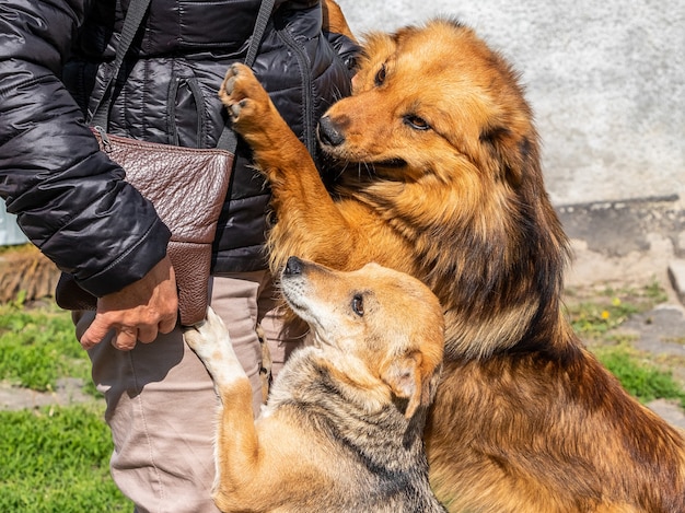 Los perros se encuentran con su ama, que ha vuelto a casa. Los perros abrazan a una mujer, mostrando su alegría.