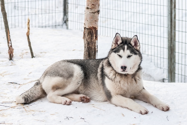 Perros esquimales siberianos, perros, noruega