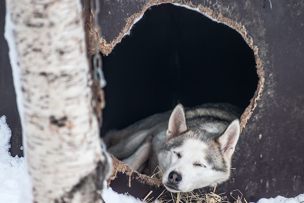 Foto perros esquimales siberianos, perros, noruega