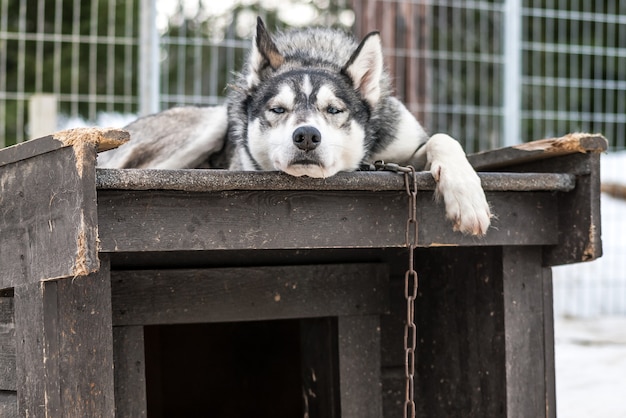 Foto perros esquimales siberianos, perros, noruega