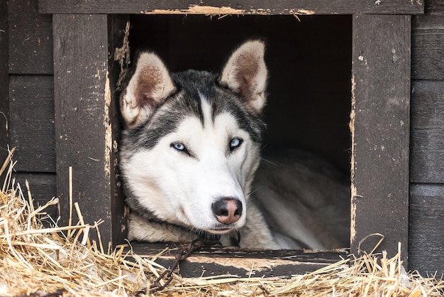 Perros esquimales siberianos, perros, noruega