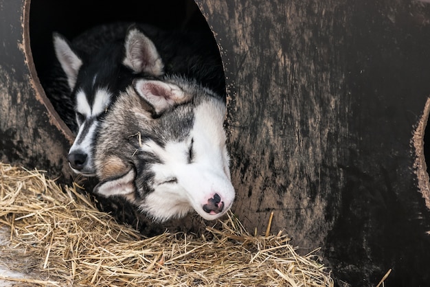 Perros esquimales siberianos, perros, noruega