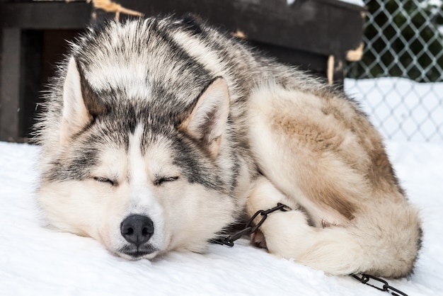 Foto perros esquimales siberianos, perros, noruega