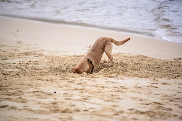 Los perros están cavando