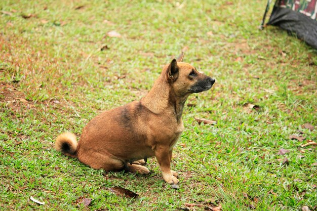 Los perros están viendo algo