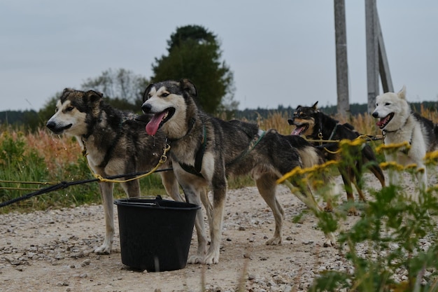 Perros felices del equipo parados en la carretera y descansando algunos de ellos bebiendo agua del balde