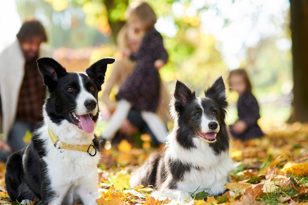 Perros felices y familia en el fondo