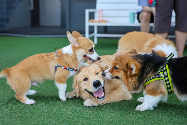 Perros felices Welsh Corgi Pembroke con amigos juegan y hacen ejercicio juntos en el parque de mascotas con césped artificial