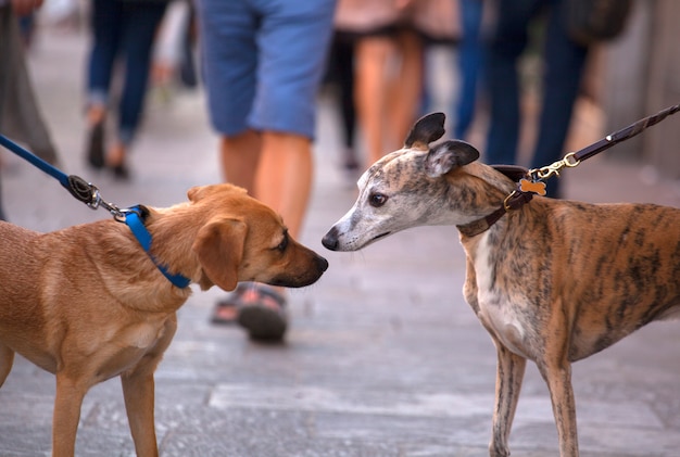 Perros galgos con olor