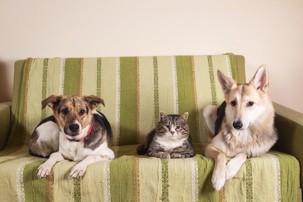 Perros y gatos durmiendo descansando en el sofá