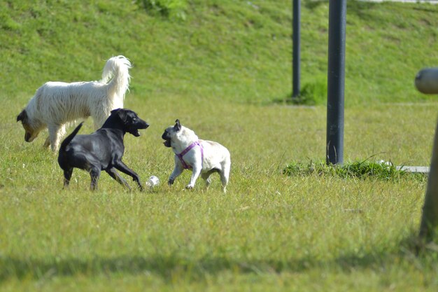 perros y gatos