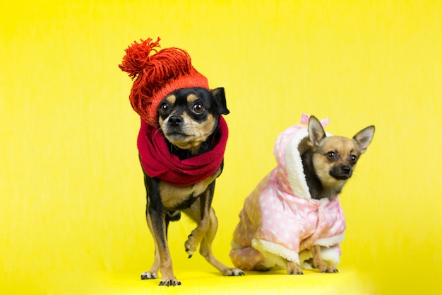 Foto perros graciosos en ropa de invierno