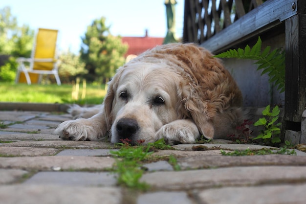 Perros un gran perro triste