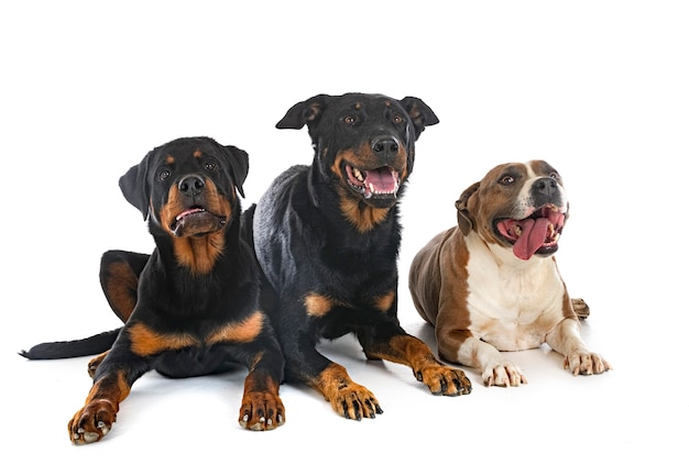 Perros grandes delante de un fondo blanco