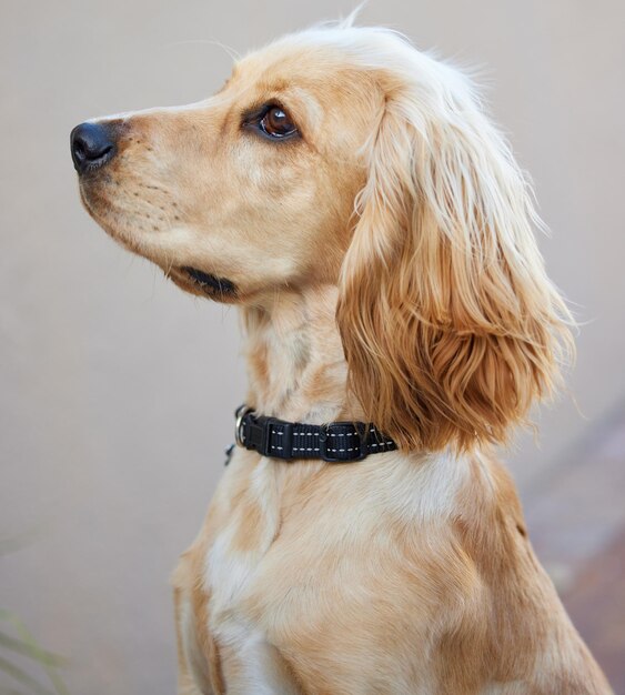 Los perros hablan, pero solo a aquellos que saben escuchar. Fotografía de un adorable cachorro cocker spaniel sentado afuera.