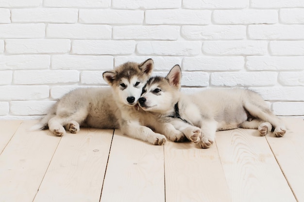 Perros Husky en madera con ladrillos