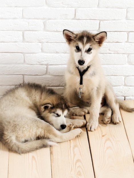 Perros Husky en madera con ladrillos