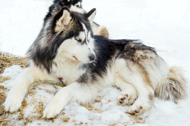 Perros husky siberiano relajándose en la nieve